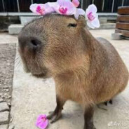 Капибара